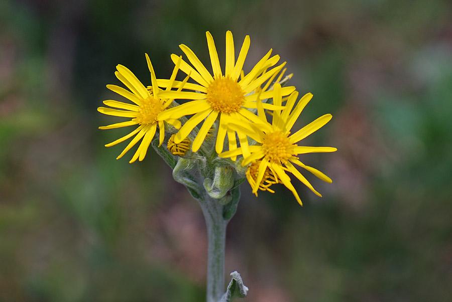 Tephroseris longifolia  ssp. gaudinii